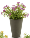 DECO 55299 POT GRIS FLEUR 6 PETALE ASSORT 4COULEUR