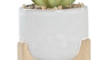 DECO JA-191143 PLANTE CIMENT PE 9,5X9,5X14 POT 2 MOD.