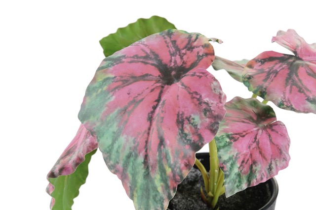 DECO JA-193855 PLANTE PE 10X10X22 VERT