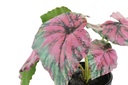 DECO JA-193855 PLANTE PE 10X10X22 VERT