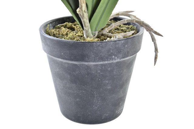 DECO JA-193975 PLANTE TISSU PE 11X11X40 GLA EUL 3 MOD.