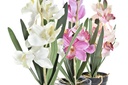 DECO JA-193975 PLANTE TISSU PE 11X11X40 GLA EUL 3 MOD.