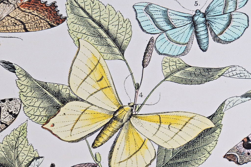 DECO CU-169824 TABLEAU CANVAS MDF 40X1,8X50 BOTANIC 2 MOD.