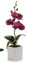 DECO 55282 ORQUIDEE POT CARRE BLANC PETIT SUR 4C