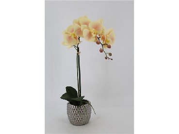 DECO 410-636 POT ORQUIDEA PHALAENOPSIS PRIMAVERA 50 CMS