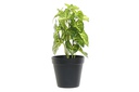 DECO JA-187739 PLANTE PVC PLASTIQUE 12X12X27 VERT