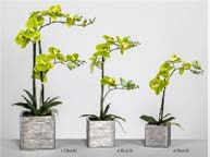 DECO 410-638 POT ORQUÍDEA PHALAENOPSIS VERT 40 cm