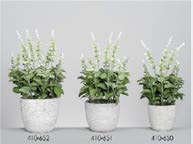 DECO 410-652 POT LAVANDE/FOUGERE BLANC 5 cm