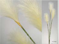 DECO 472-462 TARAXACU BLANC 108 cm