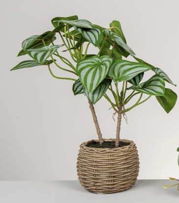 DECO 472-522 POT SCINDAPSUS 30*40 cm