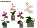 DECO 55281 ORQUIDEE POT CARRE GRIS PEQ SUR 4C