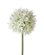 DECO 720362 FLEUR ALLIUM STEM H630MM WHITE
