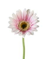 DECO 740616 FLEUR GERBERA STEM H630MM PINK