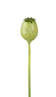 DECO 770646 FLEUR POPPY SEED HEAD STEM H620MM LIGHT GREEN