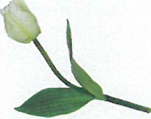 DECO 2401052 FLEUR TULIPE PETITE BLANCHE 30CM