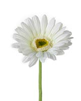 DECO 740615 FLEUR GERBERA STEM H630MM WHT