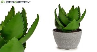 DECO 77060 POT PLANTE ALOE VERA GRANDE
