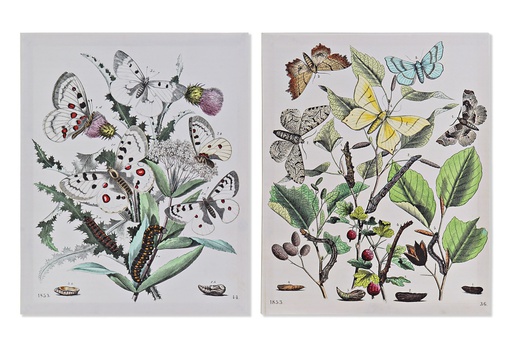 [DEIT201485] DECO CU-169824 TABLEAU CANVAS MDF 40X1,8X50 BOTANIC 2 MOD.