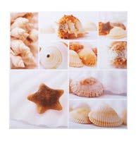 [DEPL191108] DECO TABLEAU COQUILLAGE 600MM CUAD